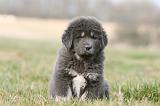 DOGUE DU TIBET 771
